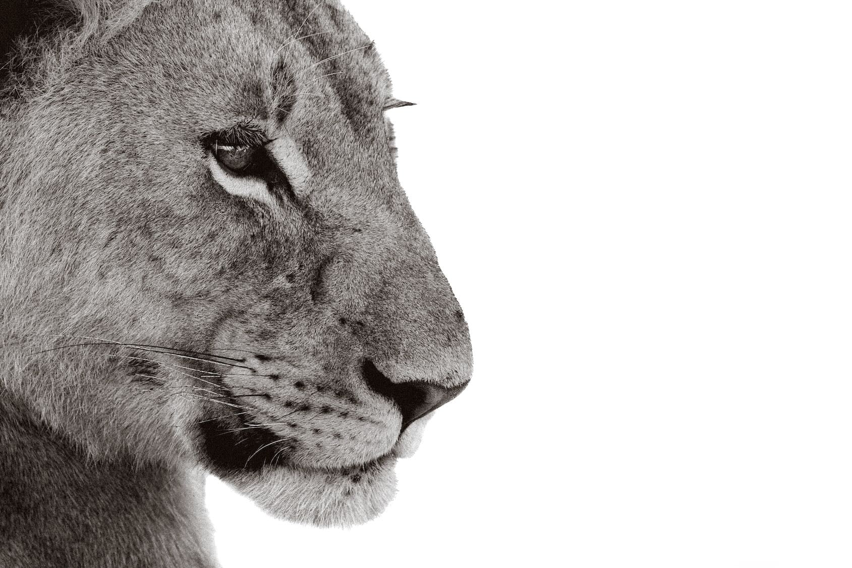Lioness Gaze-Wall_Art-Pixalot
