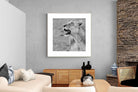Pixalot Lioness Glance