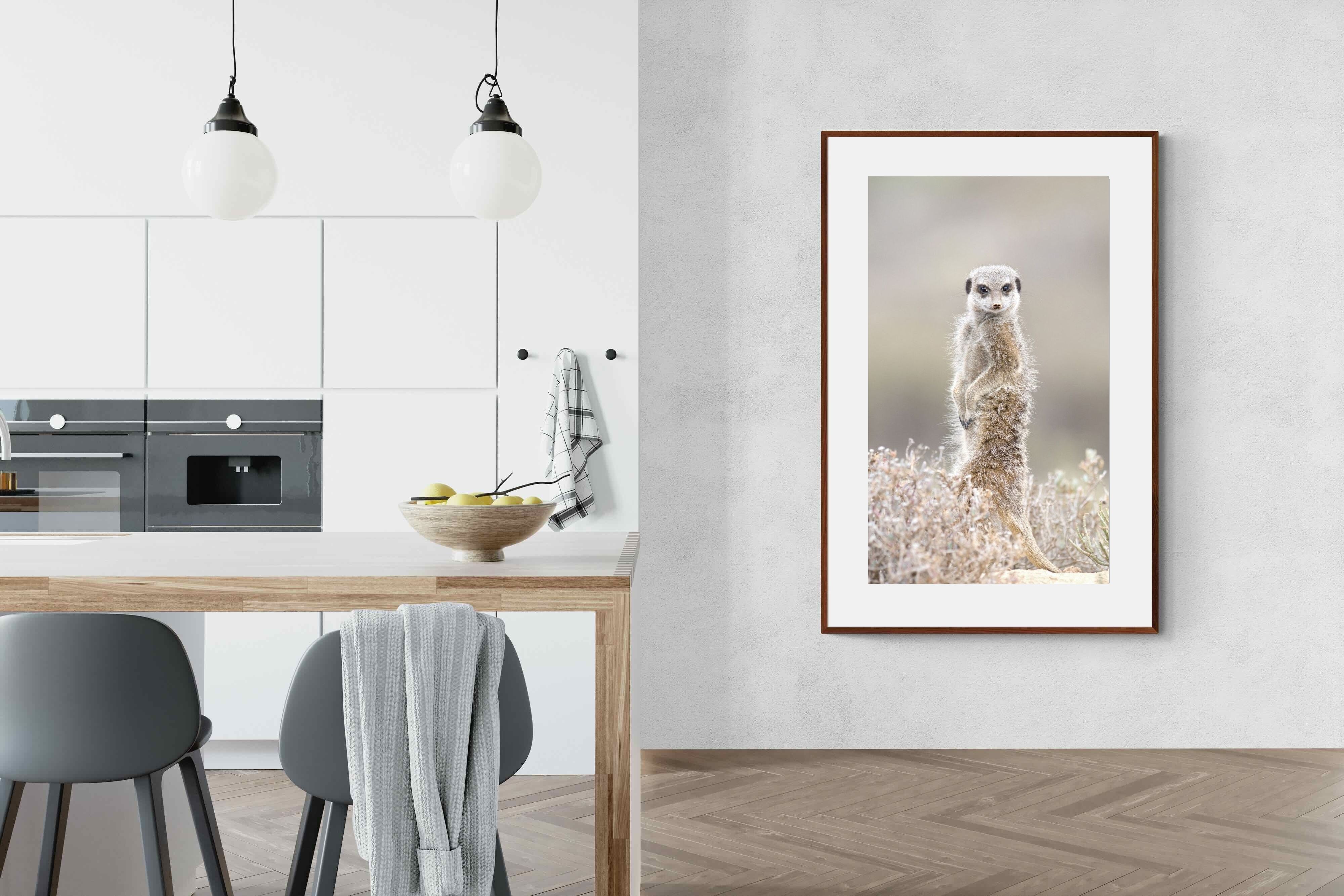 Pixalot Meerkat