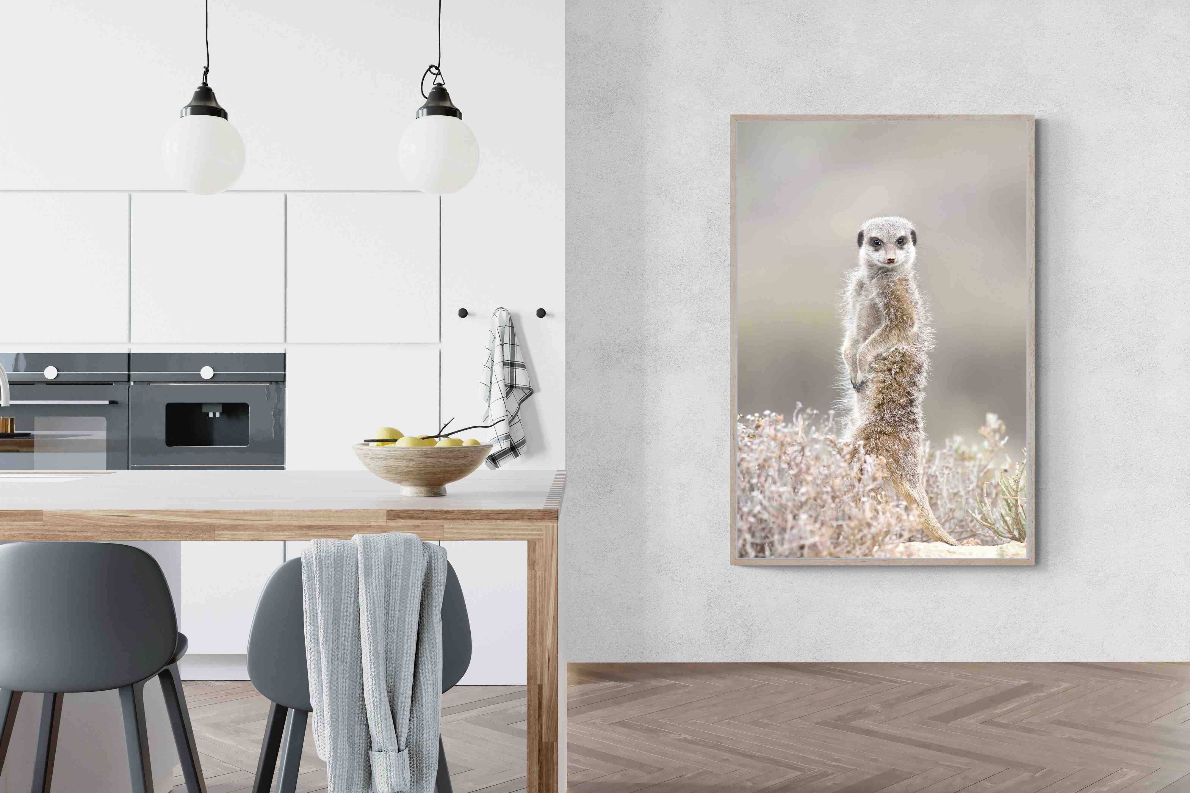 Pixalot Meerkat