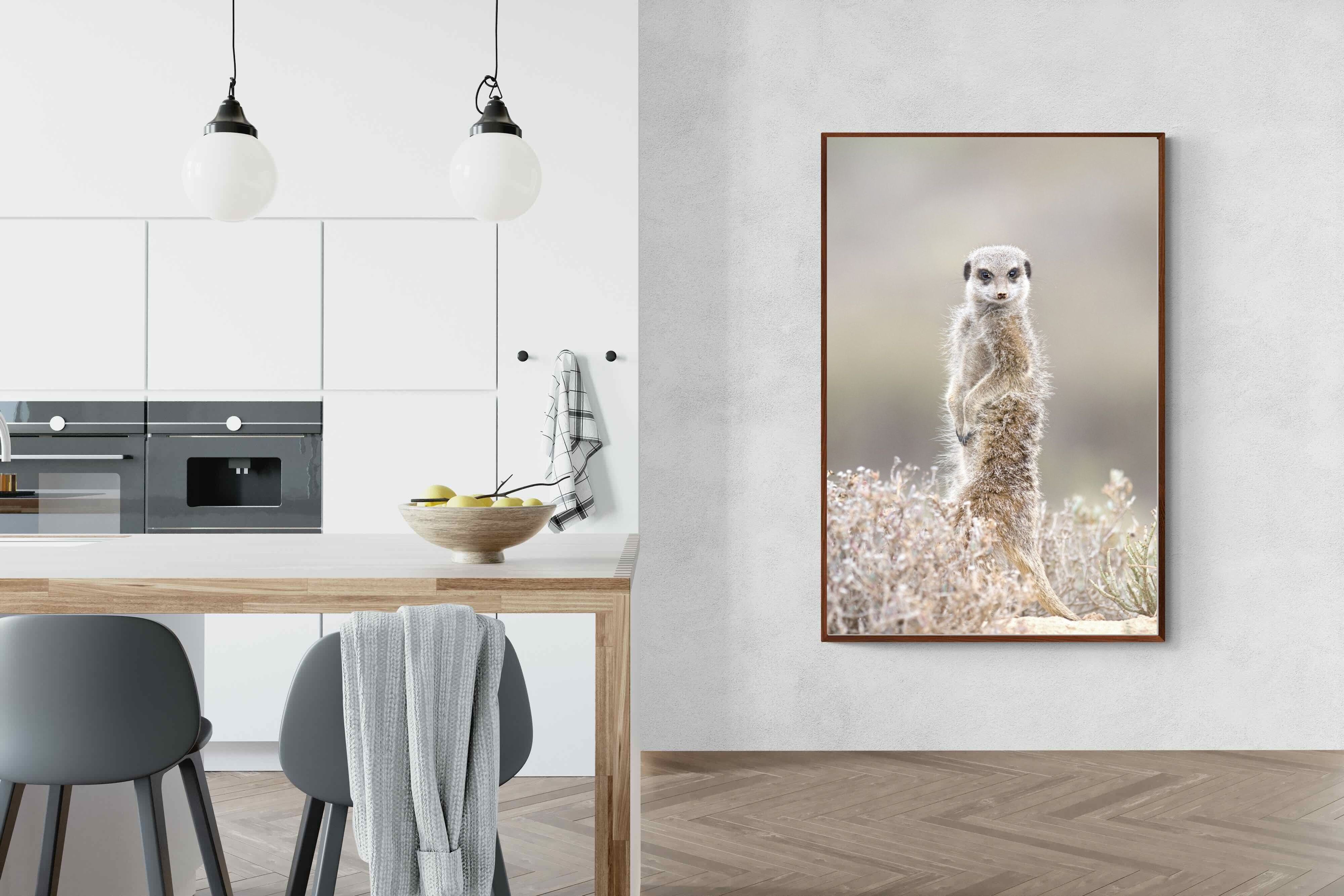 Pixalot Meerkat