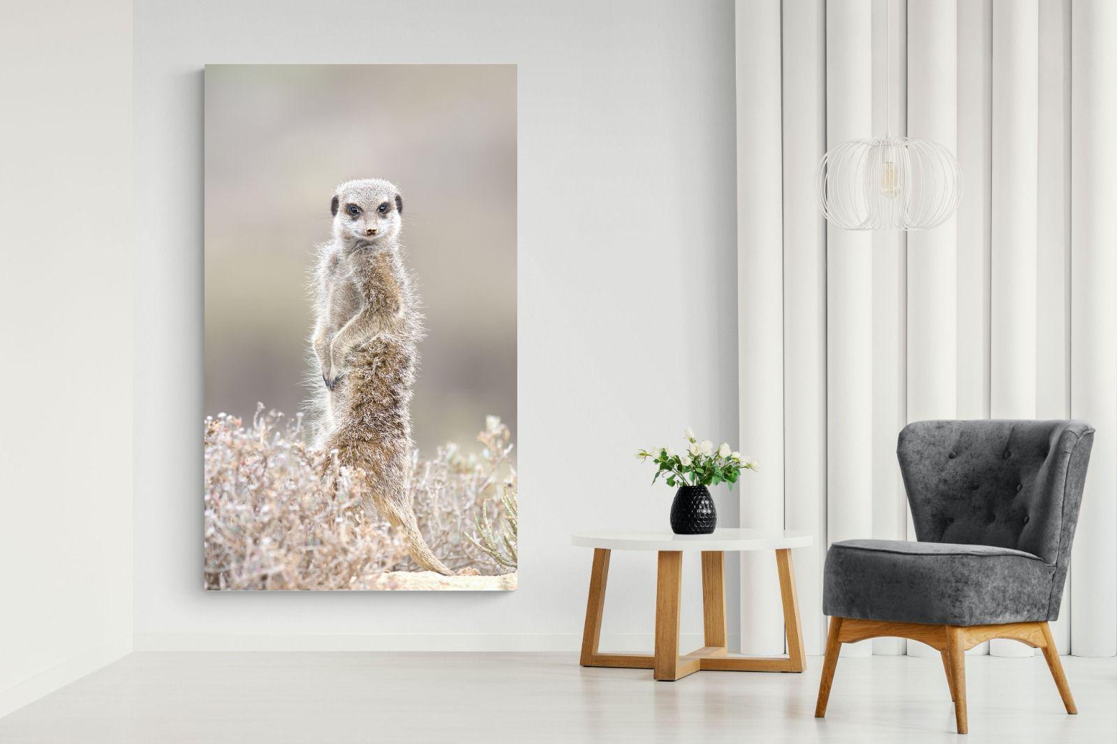 Pixalot Meerkat