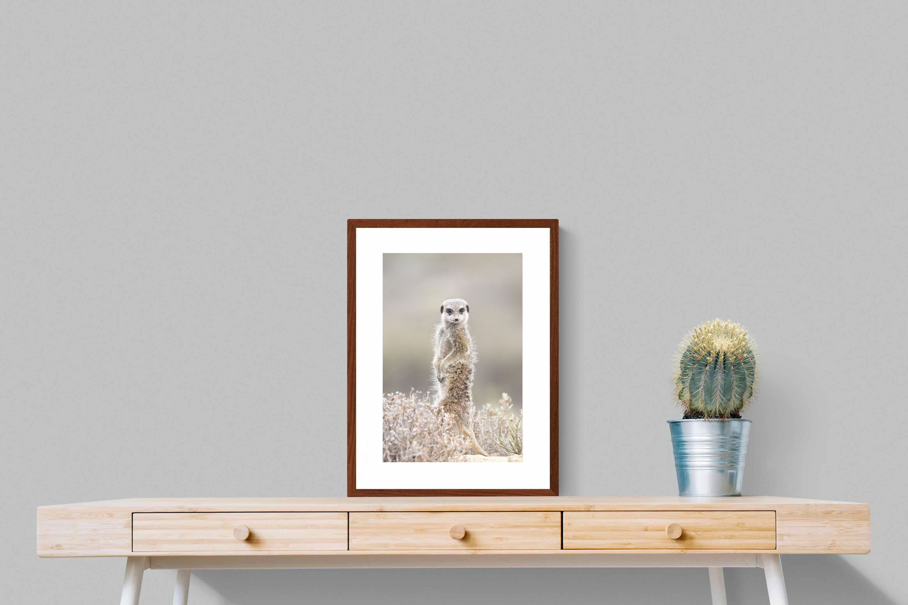 Pixalot Meerkat