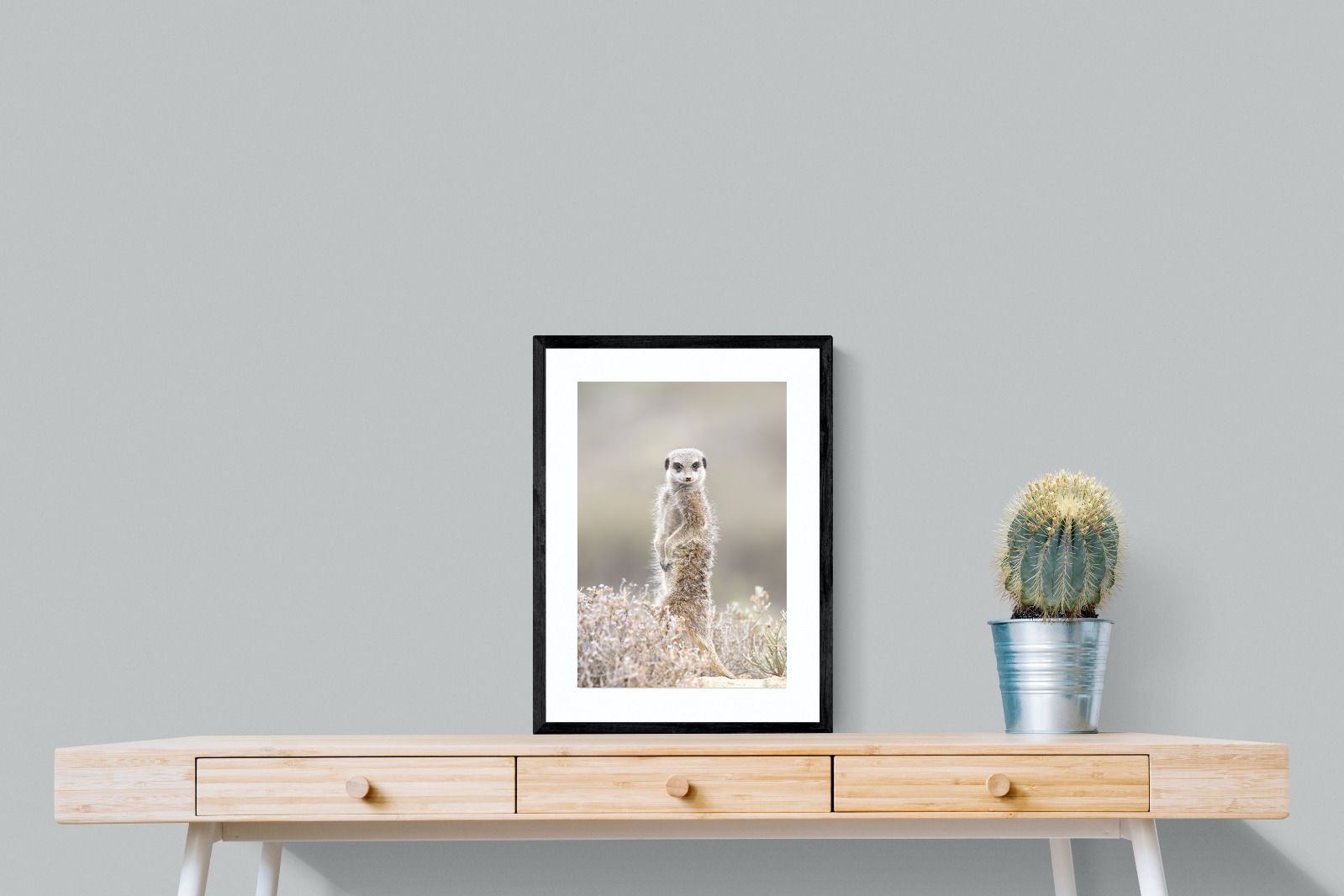 Pixalot Meerkat