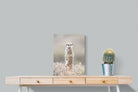Pixalot Meerkat