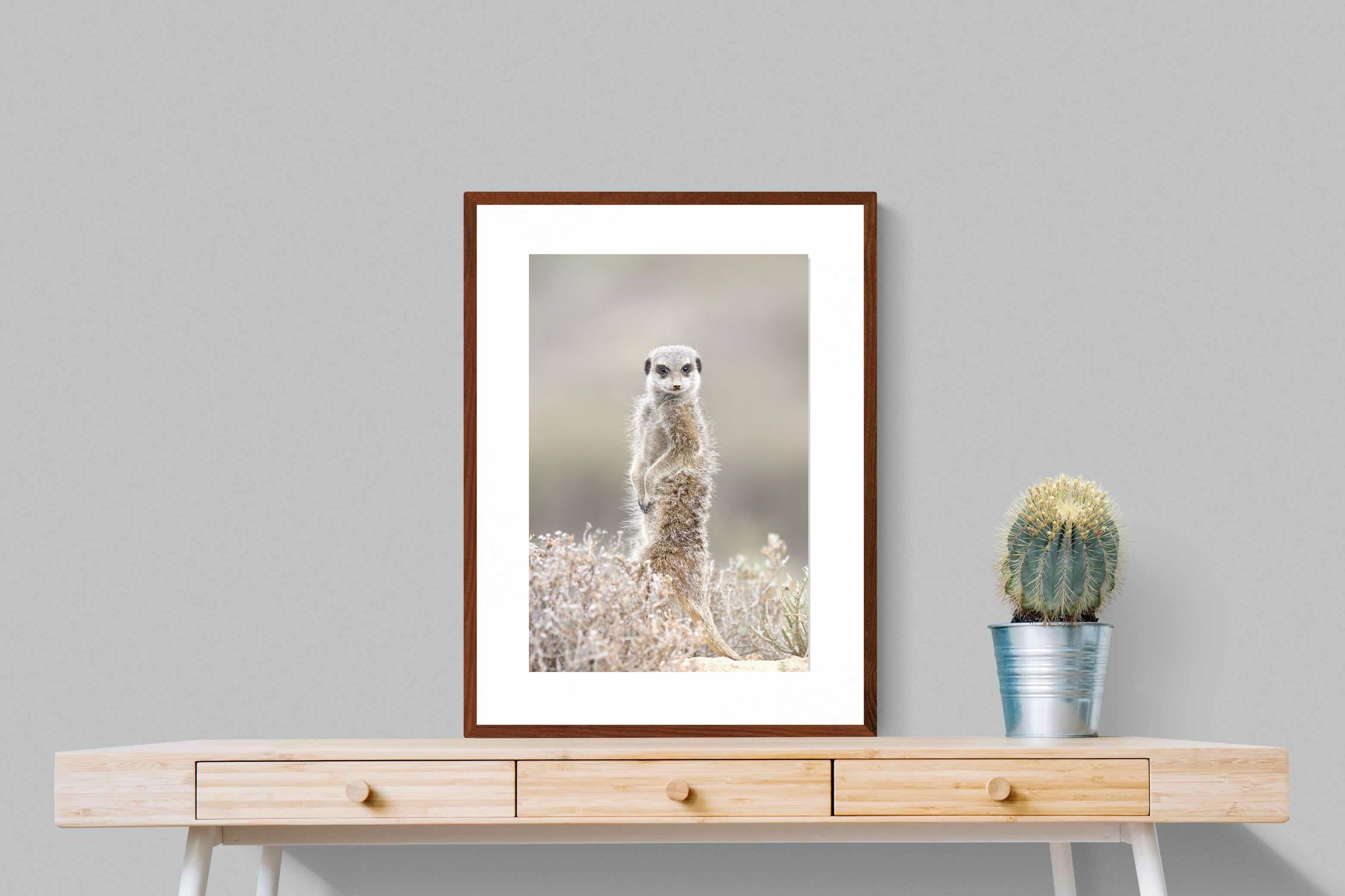 Pixalot Meerkat