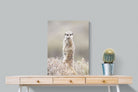 Pixalot Meerkat