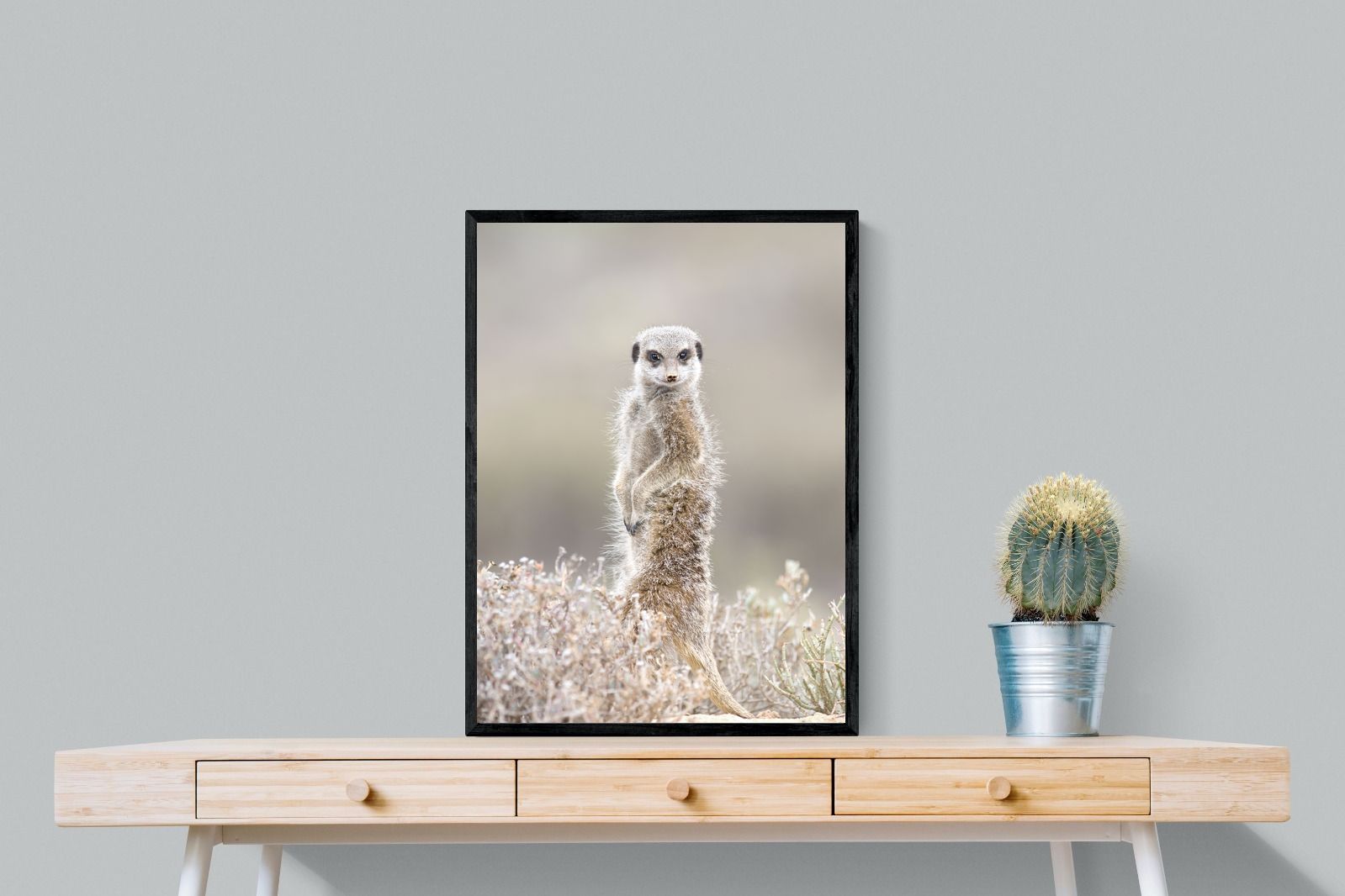 Pixalot Meerkat