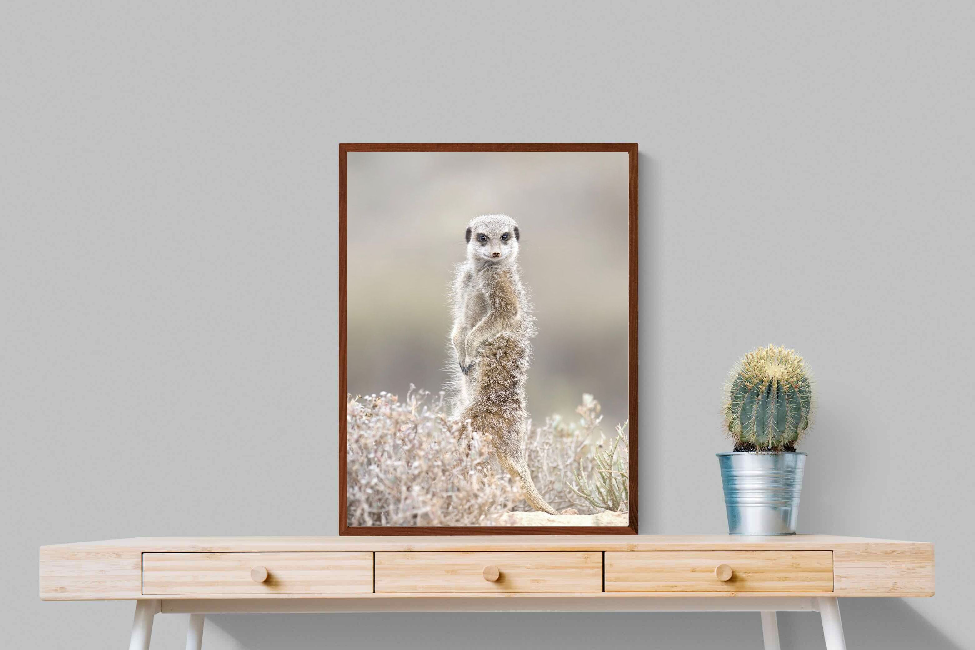 Pixalot Meerkat