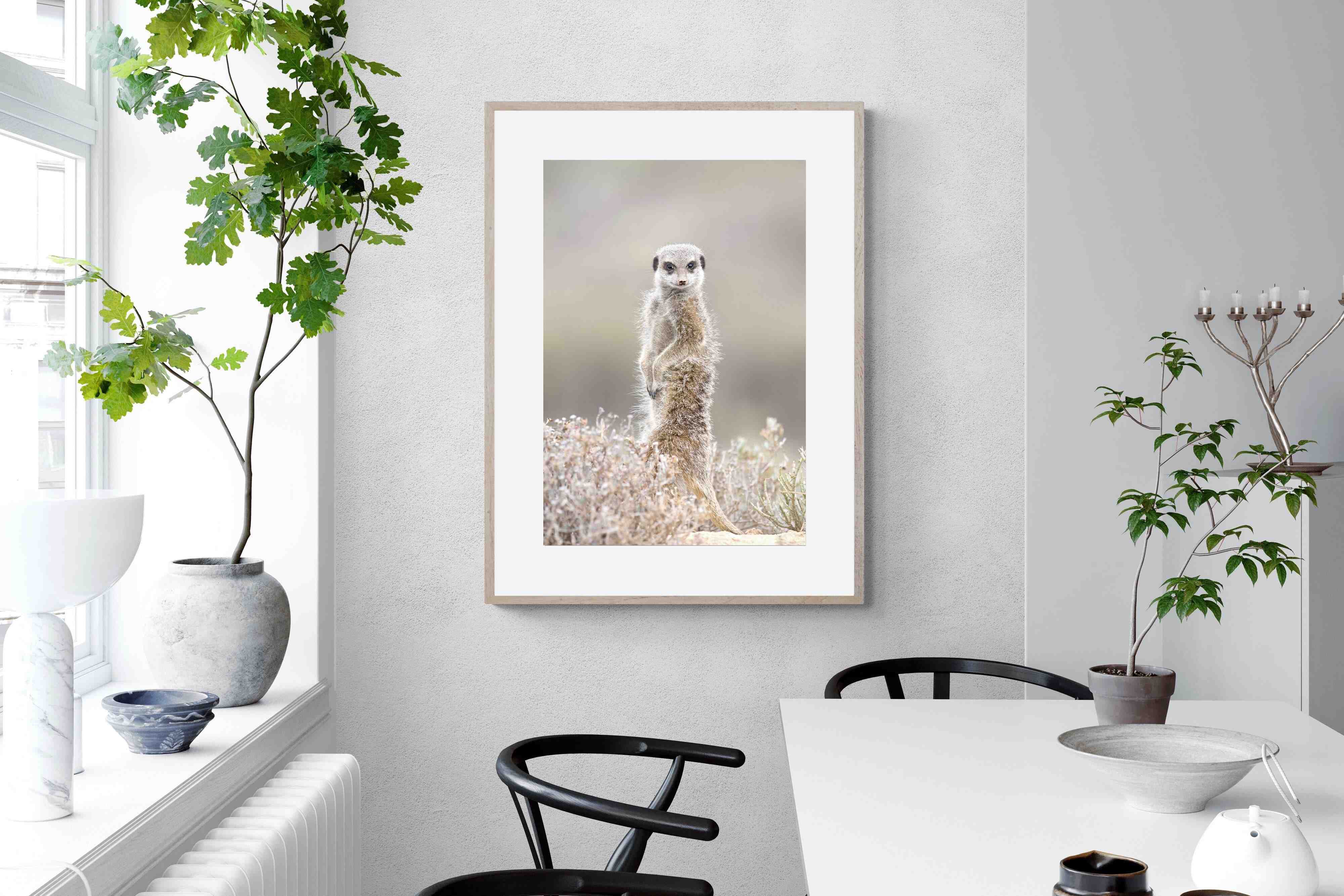 Pixalot Meerkat