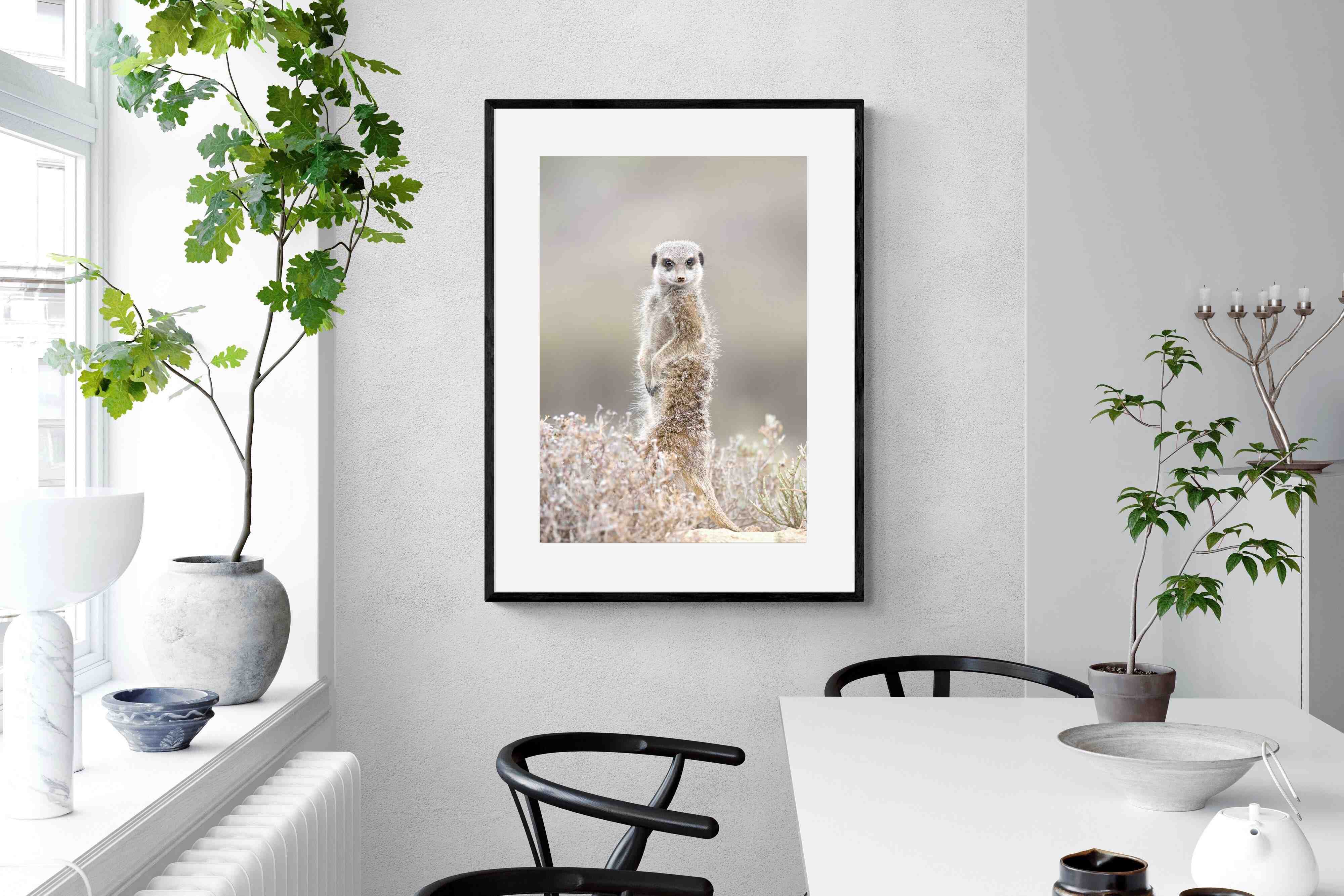 Pixalot Meerkat