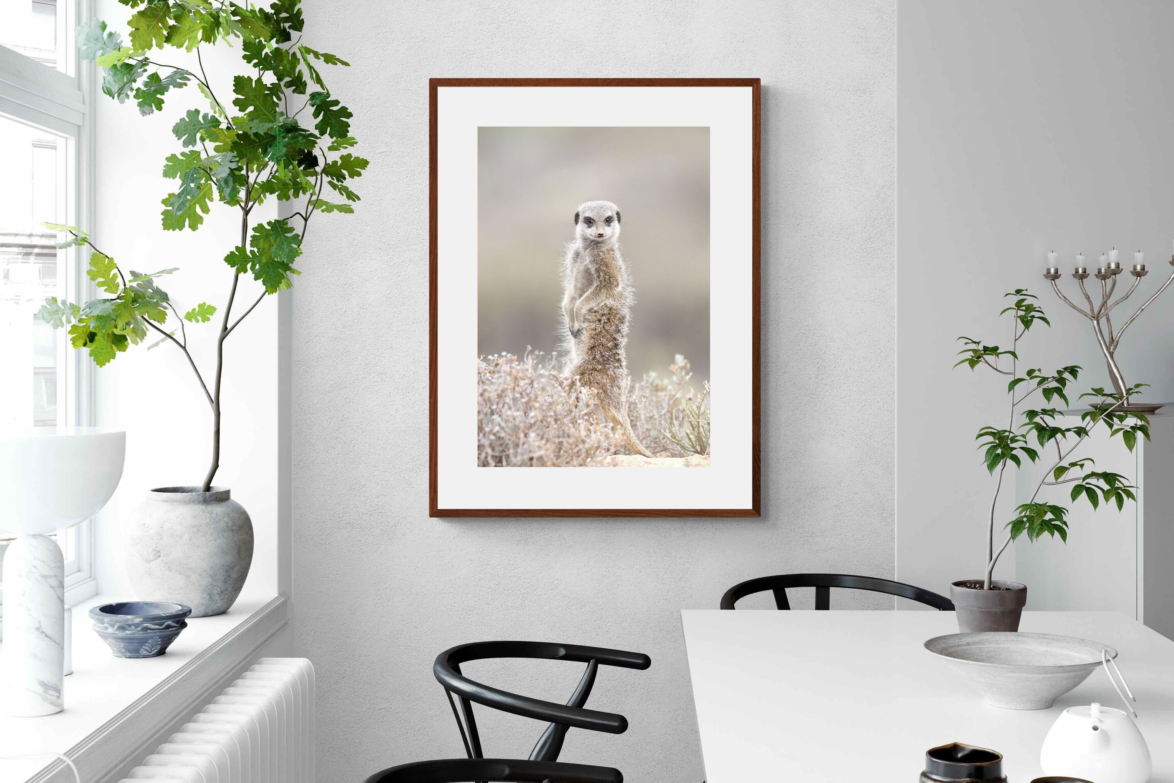 Pixalot Meerkat
