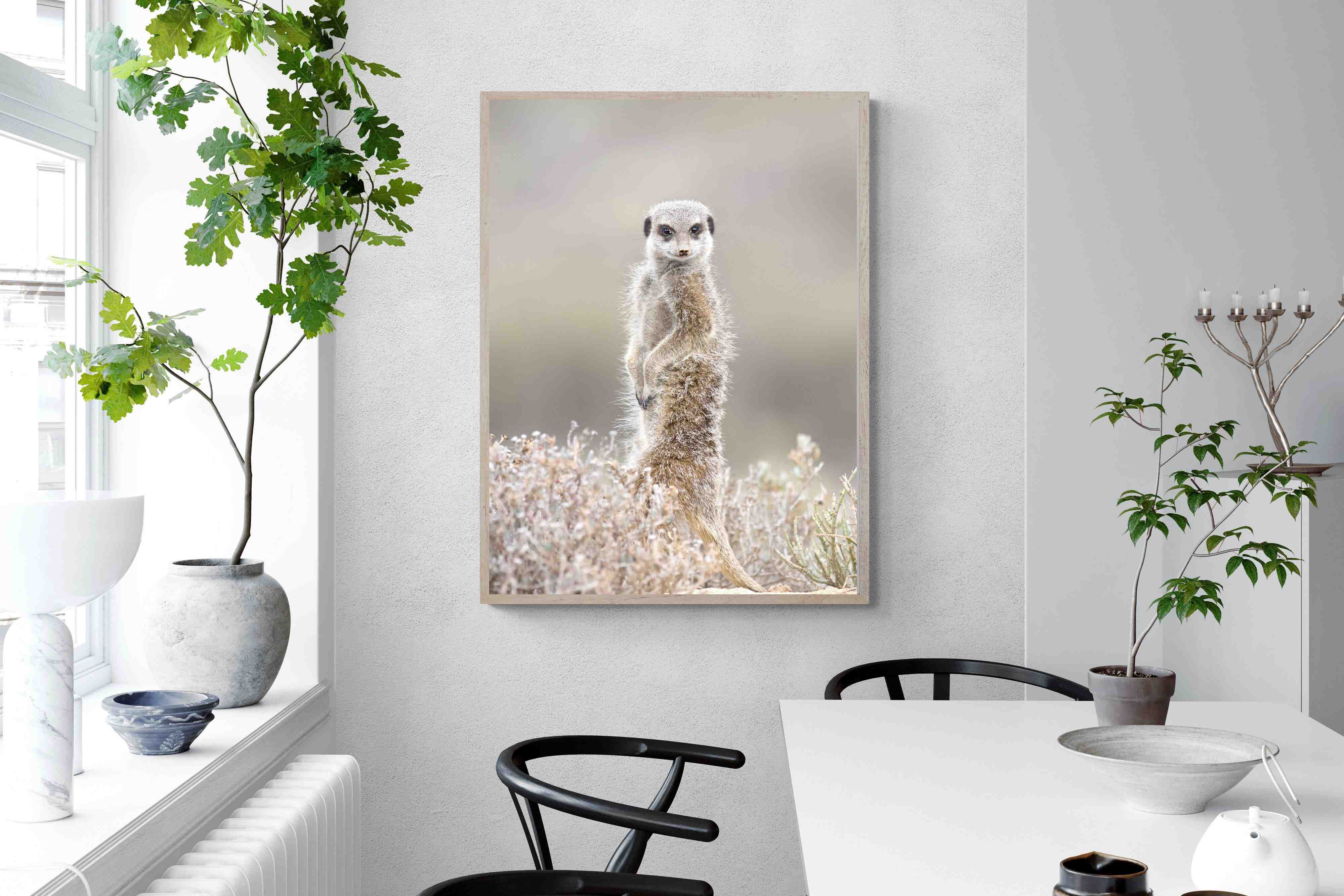 Pixalot Meerkat
