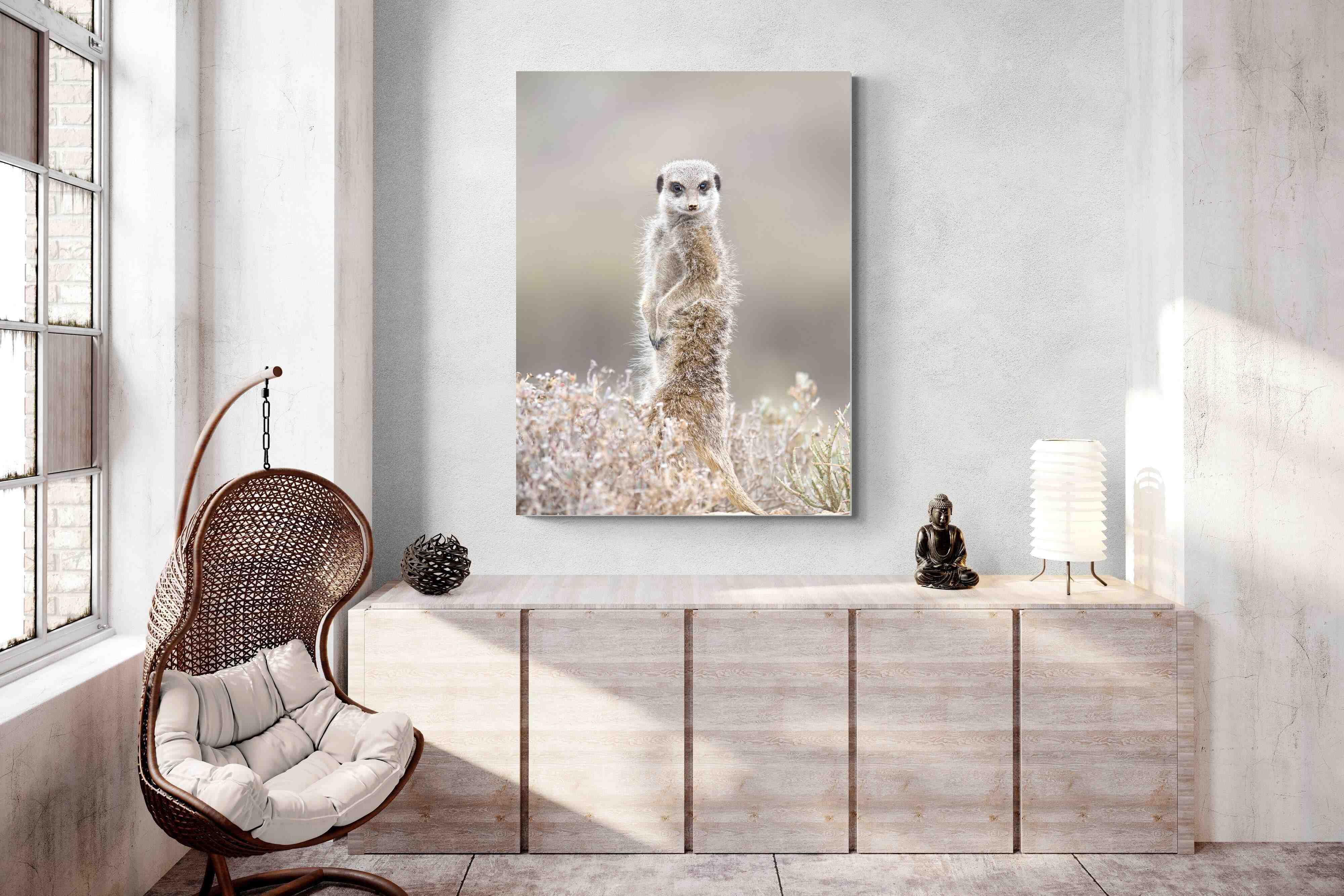 Pixalot Meerkat