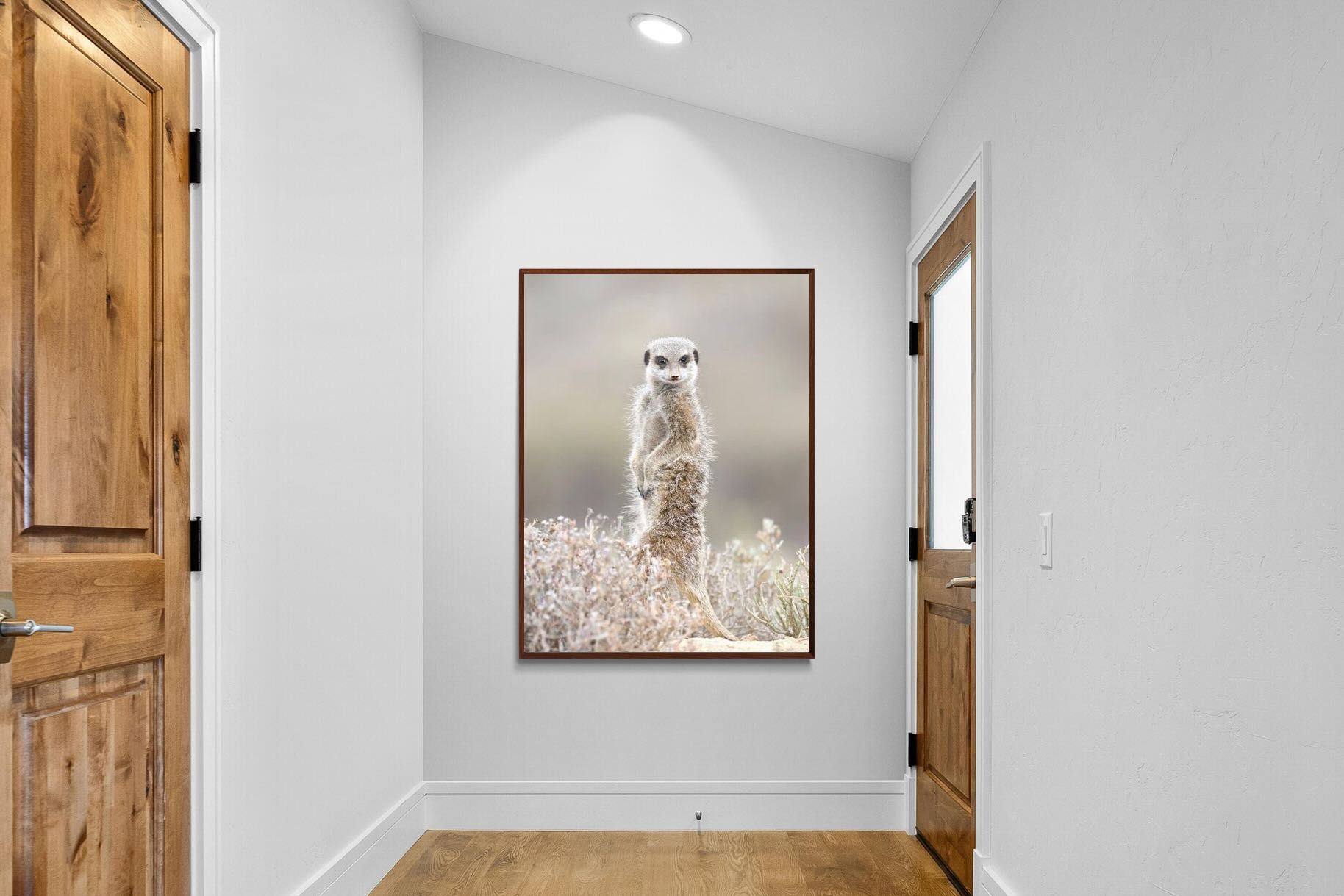 Pixalot Meerkat