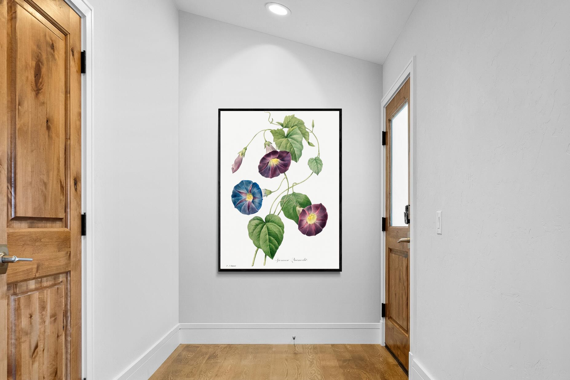 Pixalot Morning Glory Study