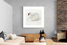 Pixalot Mute Swan