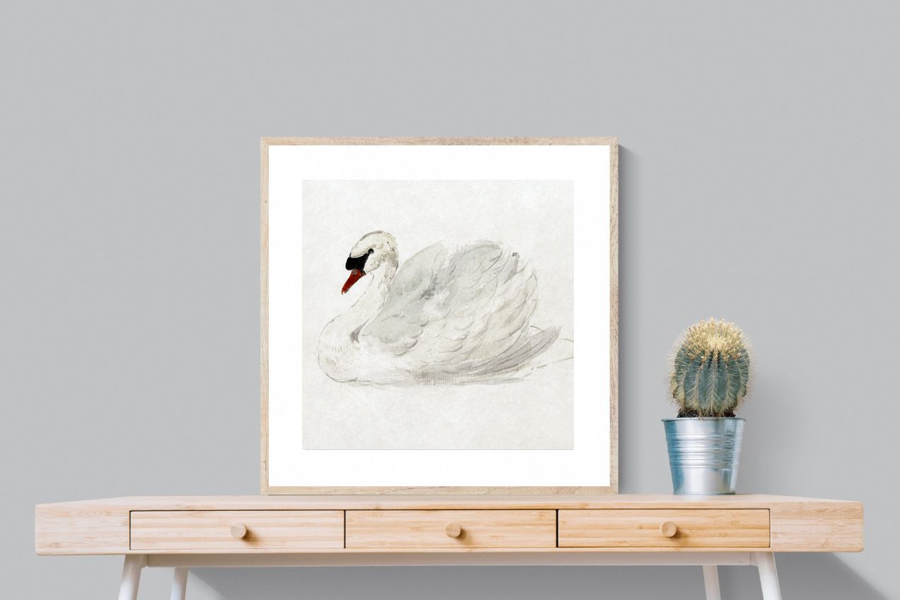 Pixalot Mute Swan