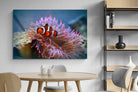 Pixalot Nemo