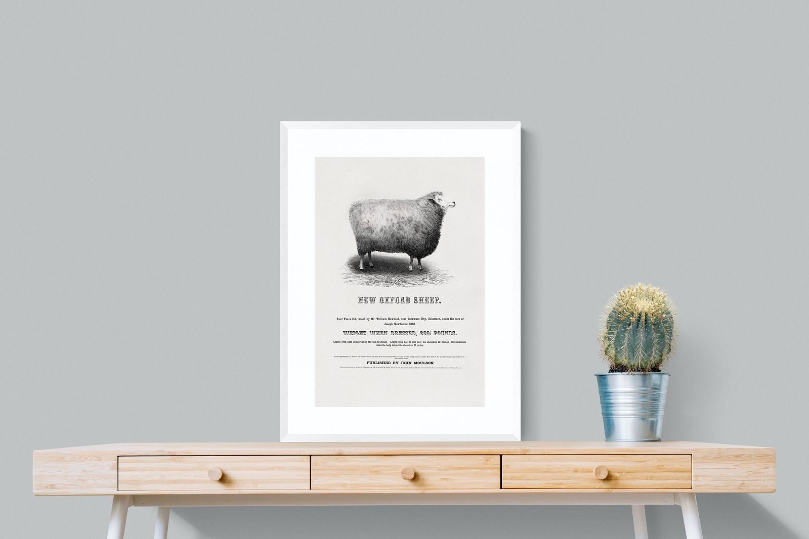 Pixalot New Oxford Sheep