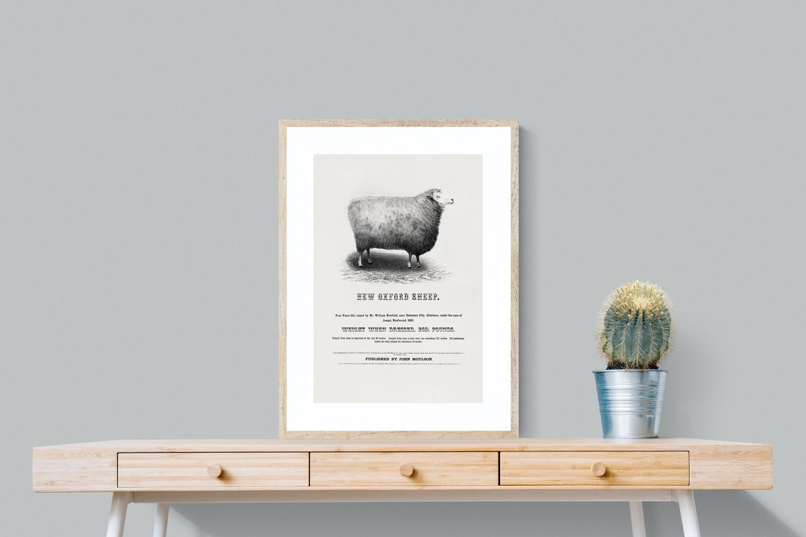 Pixalot New Oxford Sheep