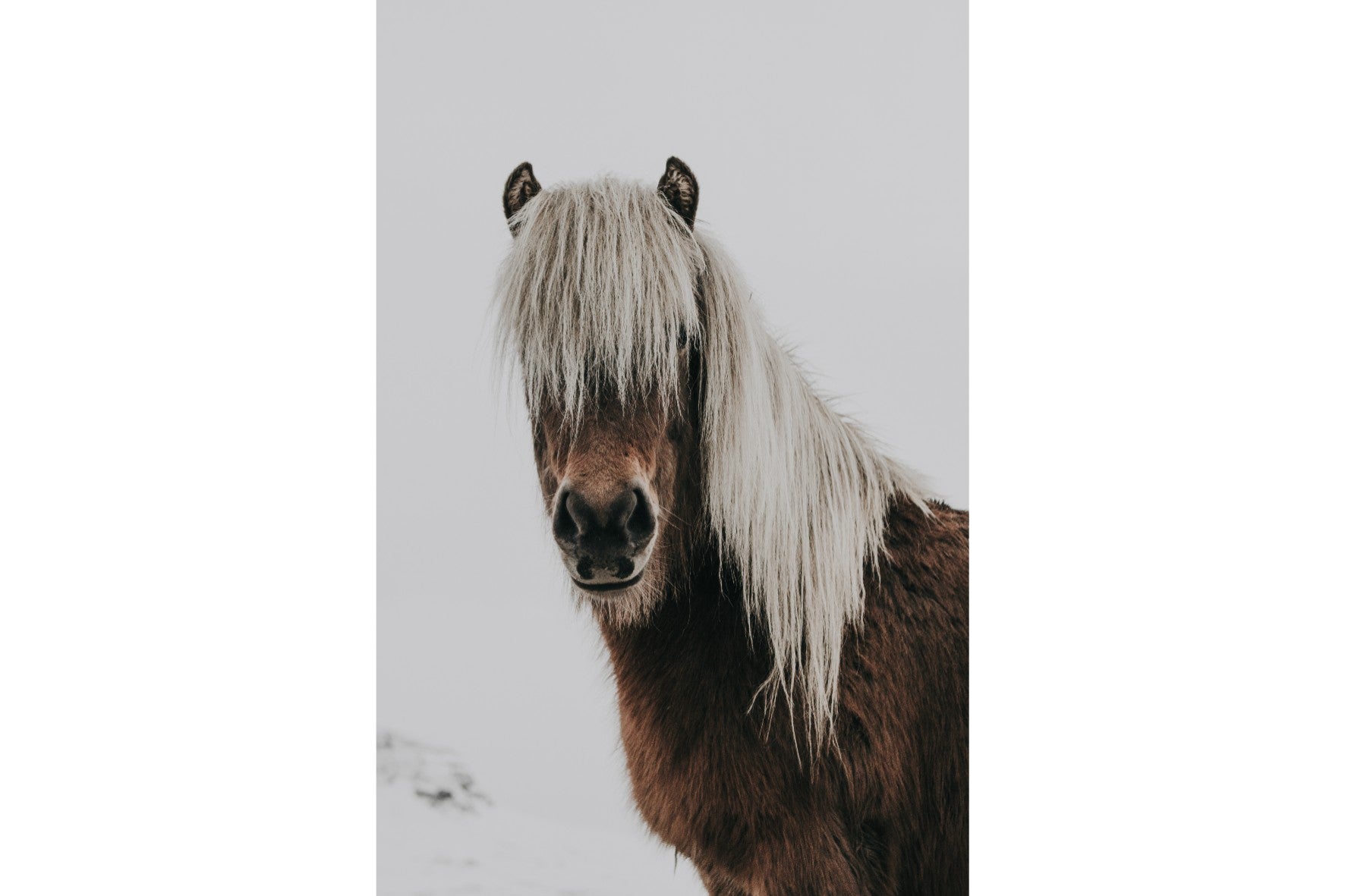 Nordic Pony