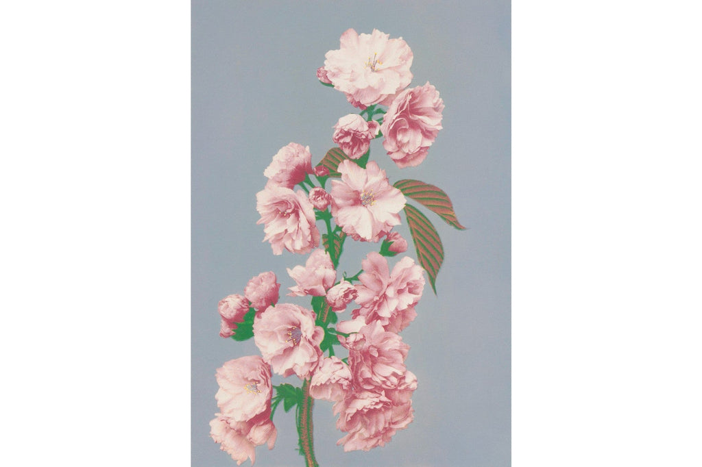 Ogawa Cherry Blossom-Wall_Art-Pixalot