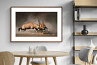 Pixalot ® Oryx (colour)