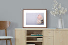 Pixalot ® Pair of Proteas