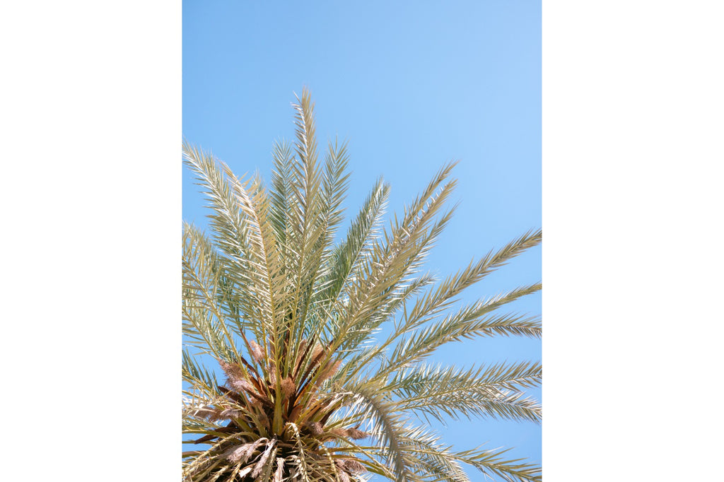 Palm Radiance