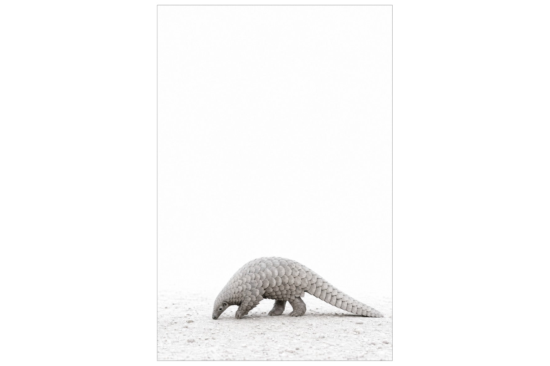 Dragable Image