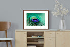 Pixalot ® Peacock Feather