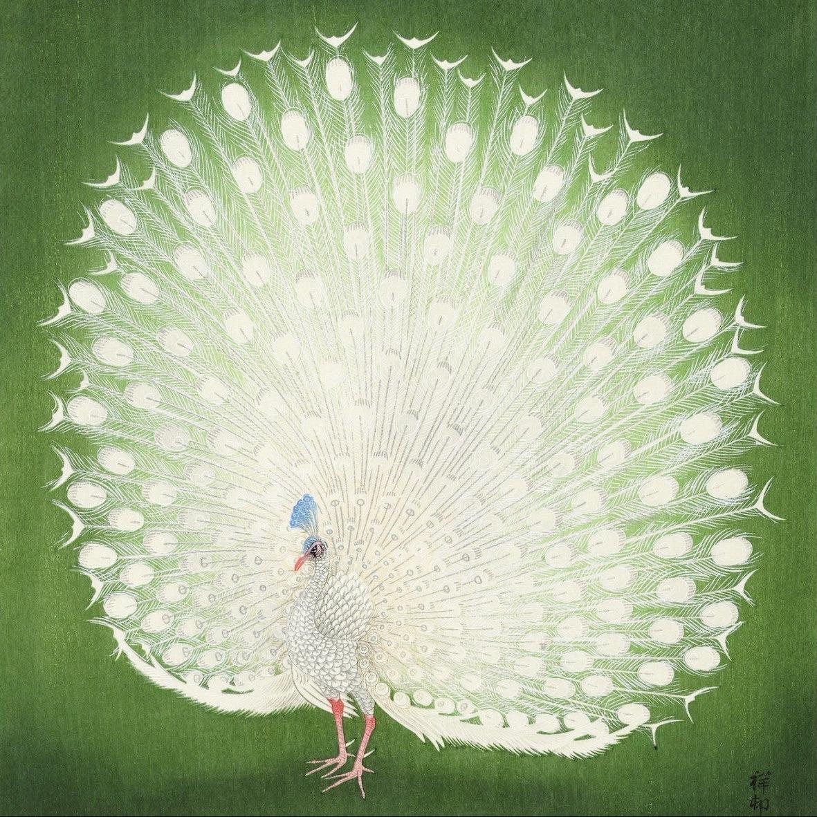 Peacock