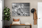 Pixalot Pensive Lioness