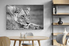 Pixalot Pensive Lioness