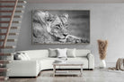 Pixalot Pensive Lioness