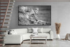 Pixalot Pensive Lioness