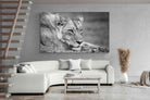 Pixalot Pensive Lioness