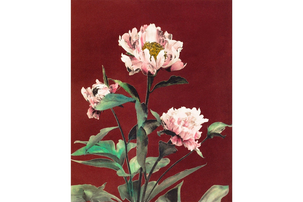 Pink Hærdaceous Peony-Wall_Art-Pixalot