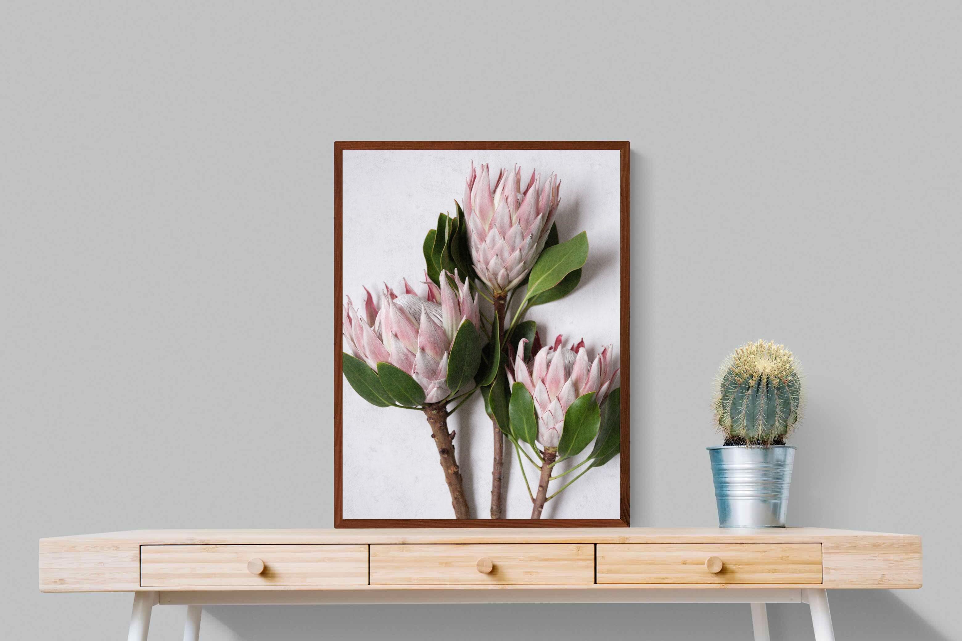 Pixalot Pink King Protea Trio