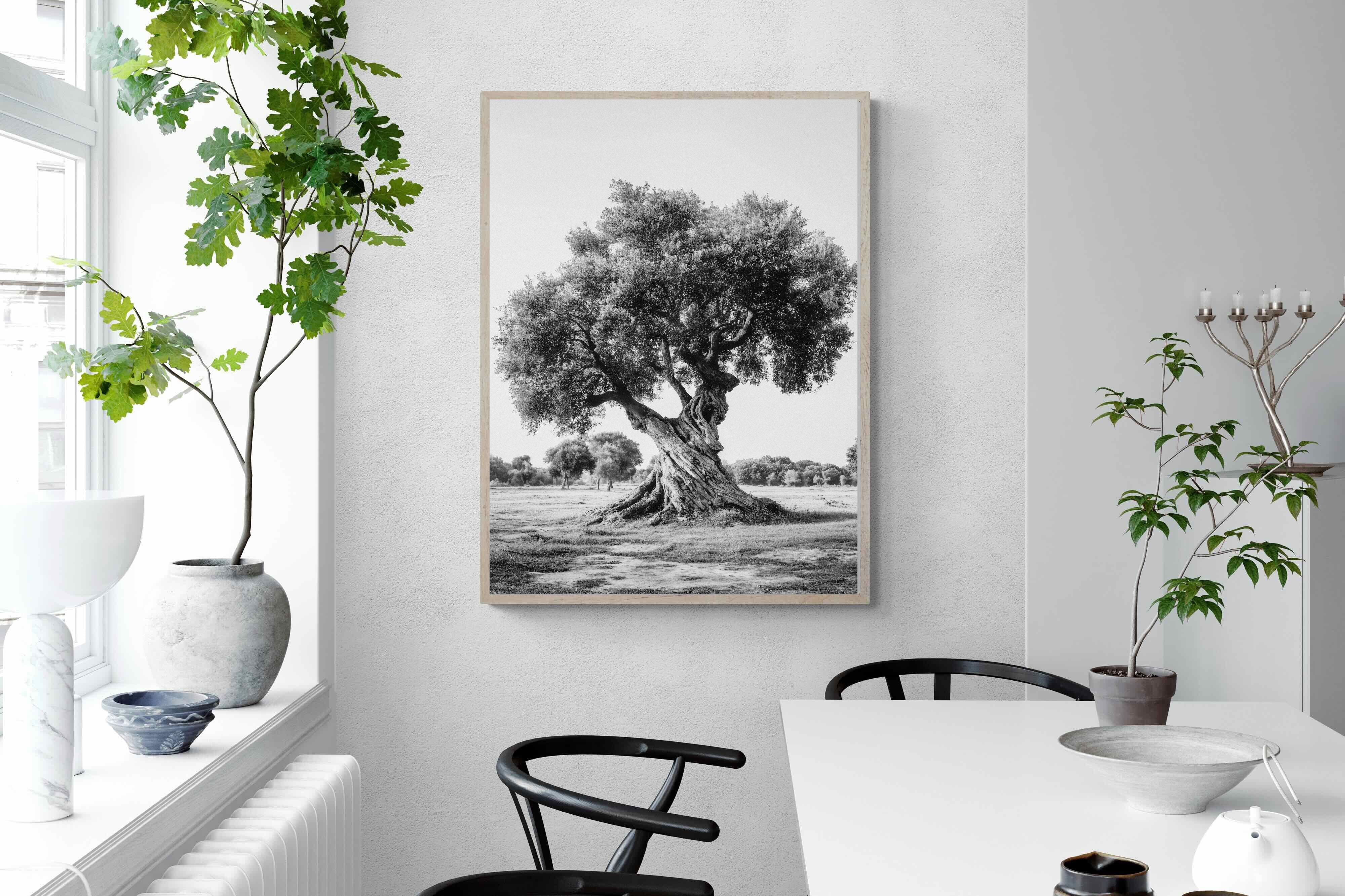 Pixalot Ancient Olive Tree