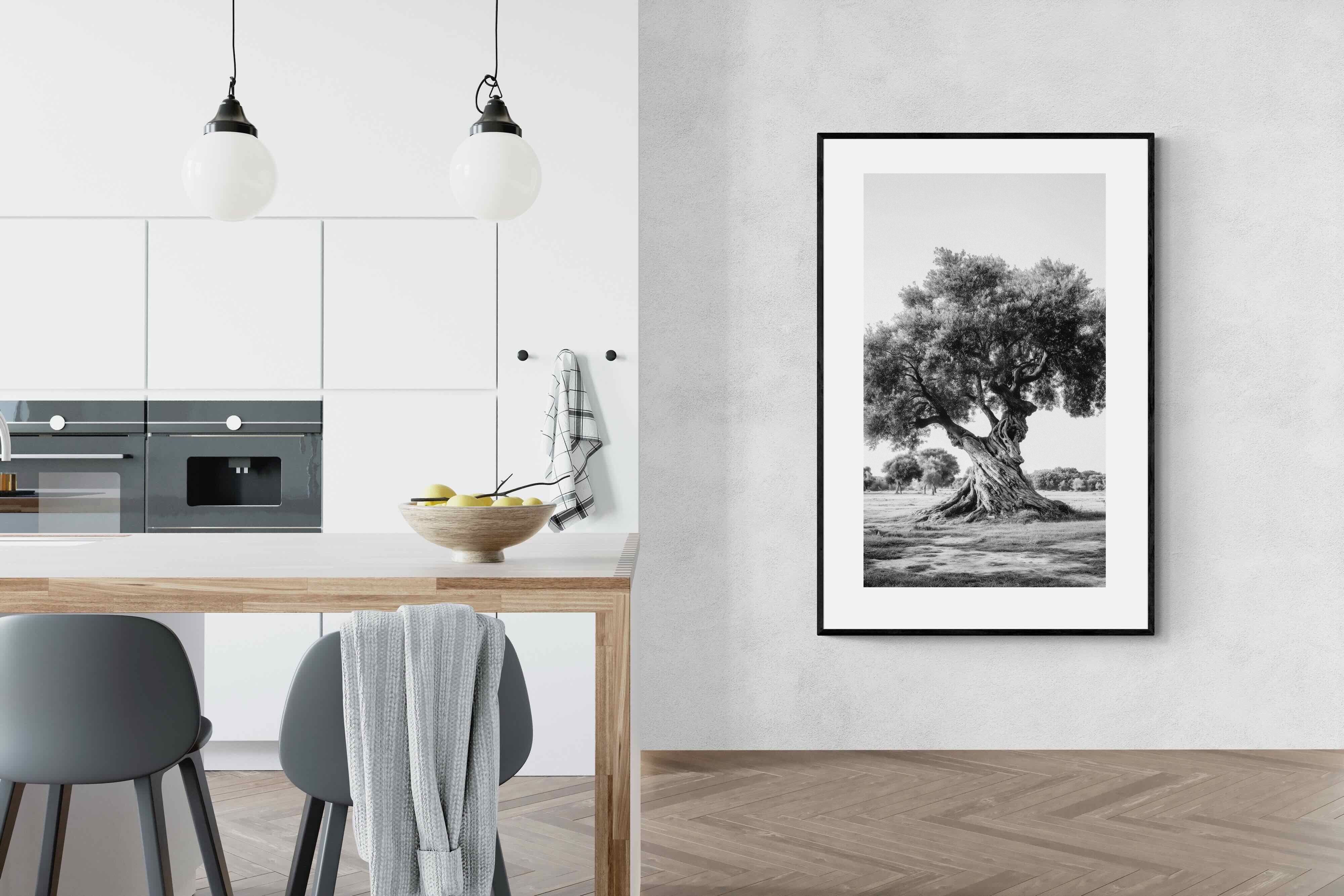 Pixalot Ancient Olive Tree