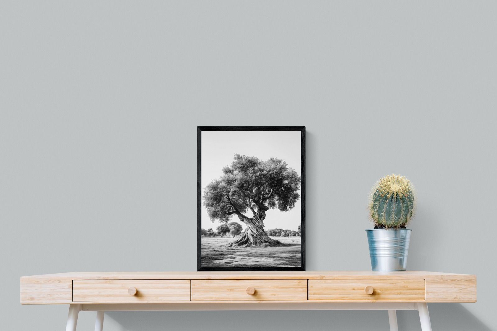 Pixalot Ancient Olive Tree