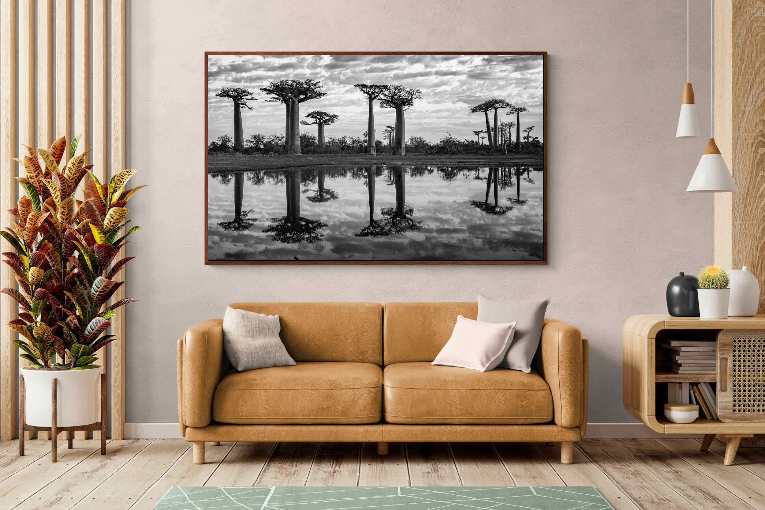 Pixalot ® Baobab Trees