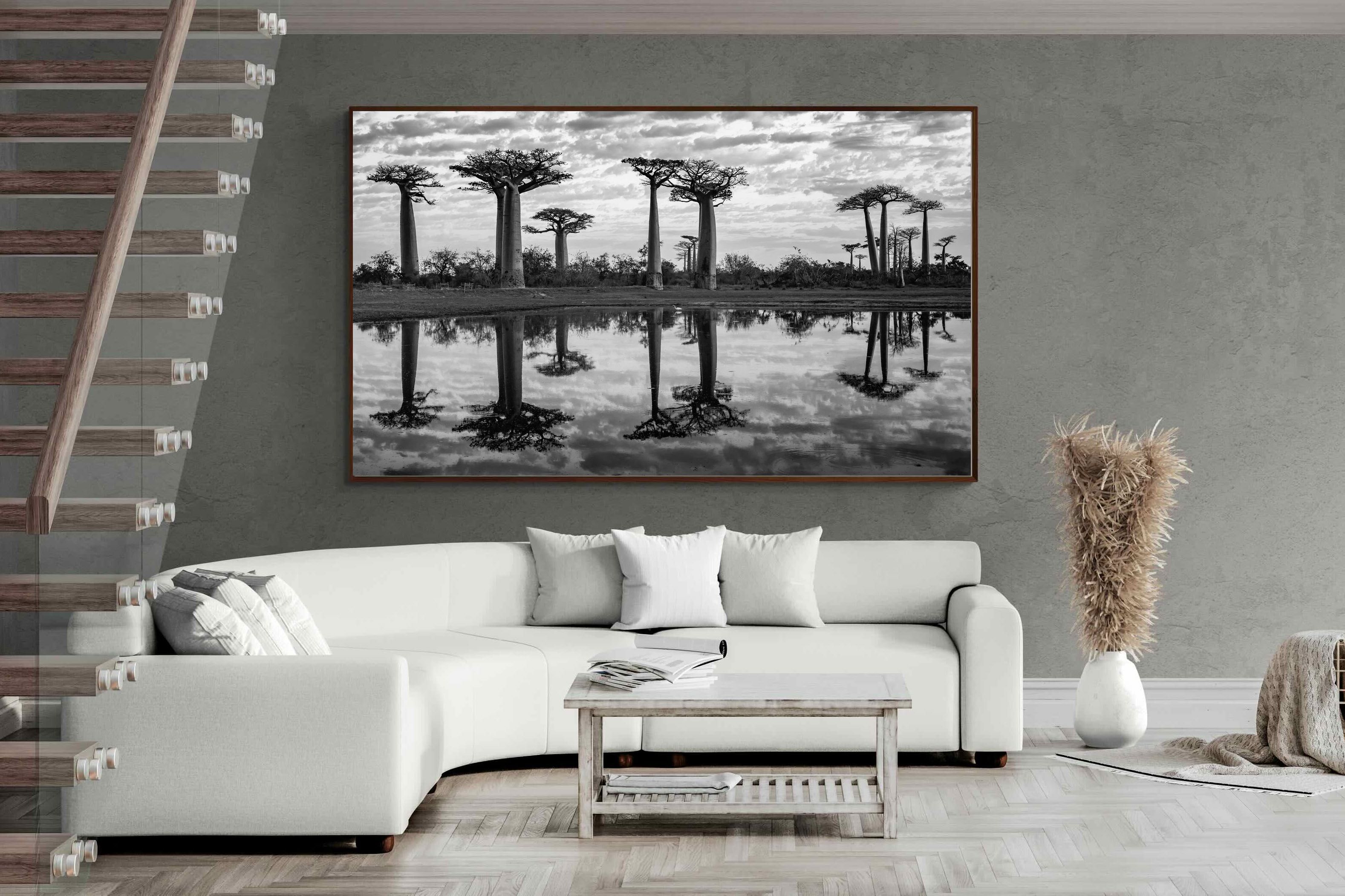Pixalot ® Baobab Trees