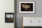 Pixalot ® Polyphemus