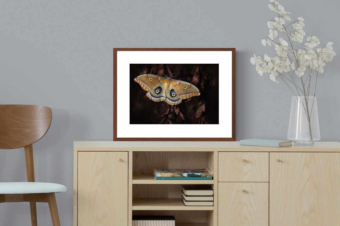 Pixalot ® Polyphemus