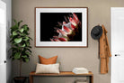 Pixalot ® Protea