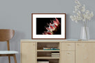 Pixalot ® Protea