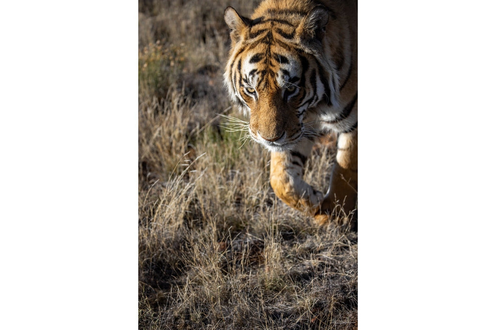 Prowling Tiger-Wall_Art-Pixalot